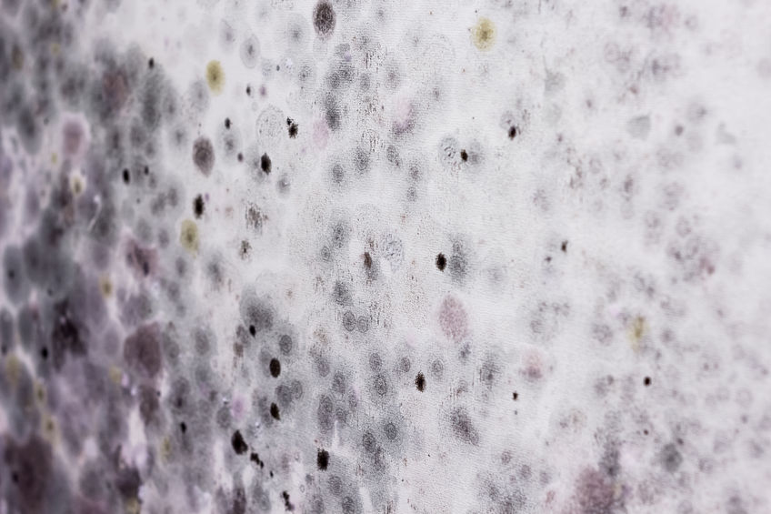 Mold growth identified during professional remediation