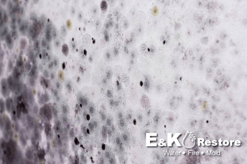 Mold remediation project